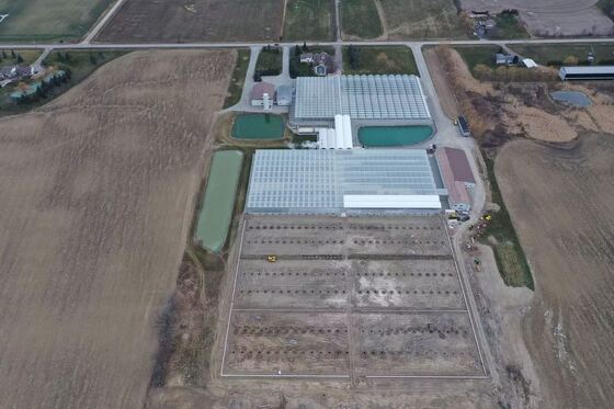 ওয়েনলুও দর্শনীয় কাঁচের গ্রিনহাউস - বৃহৎ আকারের সবজি চাষের গ্রিনহাউস