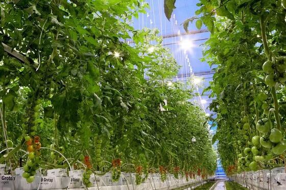 ওয়েনলুও দর্শনীয় কাঁচের গ্রিনহাউস - বৃহৎ আকারের সবজি চাষের গ্রিনহাউস