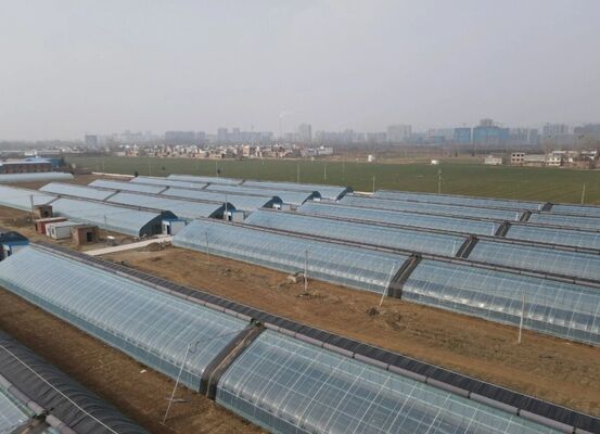 উচ্চ মানের ফুল চাষের জন্য একটি অবিচ্ছিন্ন স্প্যান পলিথিলিন ফিল্ম গ্রিনহাউস