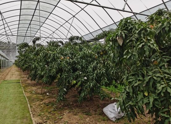 ওয়েনলু ট্যুরিস্ট গ্লাস গ্রিনহাউস - বৃহত আকারের ফল রোপণের গ্রিনহাউস