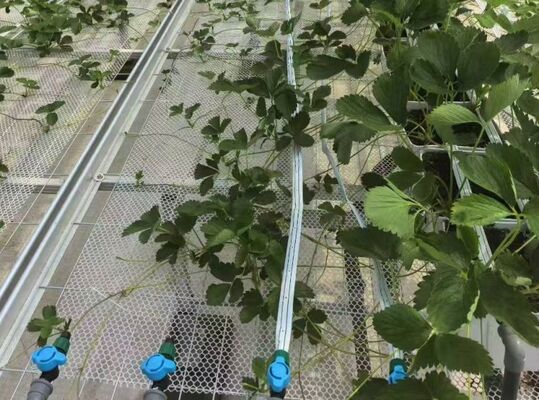 ফল চাষের জন্য গ্রিনহাউস, বড় Woonloos দর্শনীয় স্থান গ্লাস গ্রিনহাউস